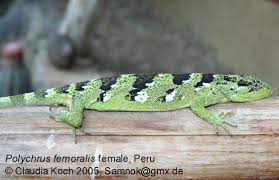 Image result for Polychrus liogaster