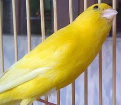 Gambar burung kenari kekinian download now harga burung. Mengenali Perbedaan Ciri Kenari Lokal Loper Af Dengan Mudah