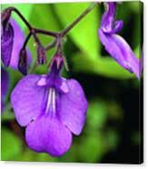 Image result for Streptocarpus glandulosissimus