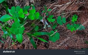 Image result for Marsilea minuta