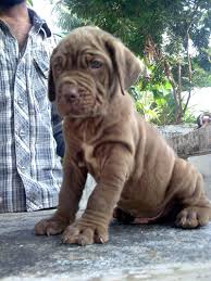 Odkryj napoleon mastiff dog stockowych obrazów w hd i miliony innych beztantiemowych zdjęć stockowych, ilustracji i wektorów w kolekcji shutterstock. Mastiff Dog Price