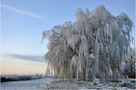 Stems generally much darker than drummond's willow. Weeping Willow In The Winter Mapio Net