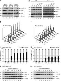 Animal cell mitosis coloring activity. P21waf1 Cip1 Deficiency Causes Multiple Mitotic Defects In Tumor Cells Oncogene