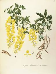 Image result for Laburnum anagyroides