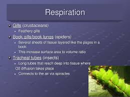 Phylum Arthropoda Insects Spiders Crustaceans Ppt Download