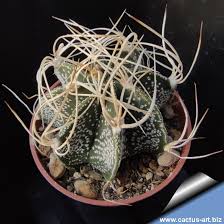 Image result for Biophytum crassipes