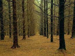Forêt vivante ou désert boisé, les choix d'aujourd'hui dessineront le paysage de demain. Le Temps Des Forets Une Enquete Sur La Malforestation Sciences Et Avenir