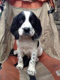 Pin By Marlen Mills On For P English Springer Spaniel Puppy Springer Spaniel Springer Spaniel Puppies