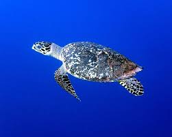 Hawksbill sea turtle description, behavior, feeding, reproduction, hawksbill sea turtle threats and one of the smaller species of sea turtles is the hawksbill sea turtle. Hawksbill Sea Turtle Facts Diet Habitat Pictures On Animalia Bio