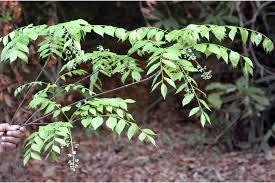 Image result for Clausena anisata