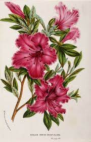 Pin On Botanical
