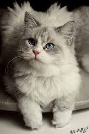Gray Cat Gatos Bonitos Gatitos Adorables Gatos