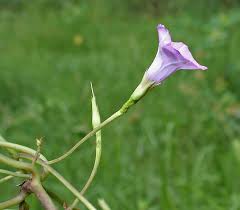 Image result for Ipomoea turbinata