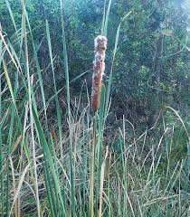 Image result for Typha capensis