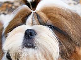 Looking for a shih tzu puppy for sale? Shih Tzu For Sale Shih Tzu Puppies