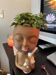 How to care for a polka dot plant in a decorative pot?