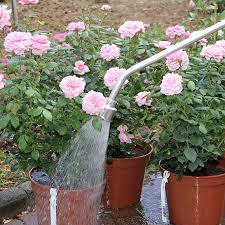 Die hauptwurzel sollte keine bruchstellen aufweisen. Rosen Waessern Rosen Ratgeber Informatives Rosen Online Kaufen Im Rosenhof Schultheis