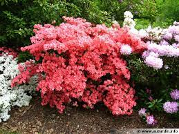 Toutes les plantes de terre de bruyère présentées ci dessous sont disponibles à la pépinière. Les Plantes De Terre De Bruyere