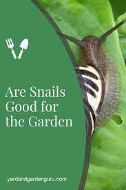 In addition to being great cleaners, their waste is rich in nitrogen and mineral's meaning that any grass or plants will have increased nutrition. Are Snails Good For Gardens