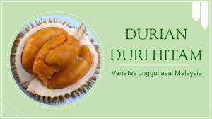 Bibit durian duri hitam dikenal juga black thorn karena mempunyai ujung duri berwarna hitam, tekstur daging buahnya berwarna kuning keemasan, lembut creamy, aroma harum dan biji sedang. Jual Bibit Durian Duri Hitam Kaki 3 Jual Bibit Durian Duri Hitam Kaki 3