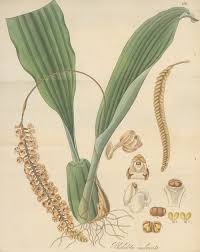 Image result for Pycnostachys coerulea