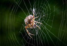 Menurut fahaman imam al mawardi. Biarkan Laba Laba Dalam Rumah Anda
