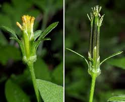 Image result for Bidens bipinnata