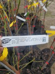 Maybe you would like to learn more about one of these? Peppermint Flowering Peach Fairbanks Garden Center Facebook