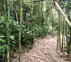 Image result for Oldeania alpina