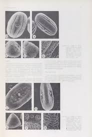 Image result for Justicia stachytarphetoides