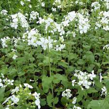 Judas iskariot verraadde jezus voor 'dertig zilverlingen'. Lunaria Annua Albiflora