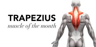 It is a large triangular muscle that runs from the occipital bone in the skull to the thoracic spine in the back. Muscle Of The Month Trapezius Cms Fitness Courses