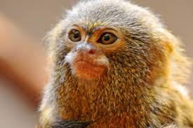 Bali expulse des touristes qui ne portaient pas le masque. Le Plus Petit Singe Du Monde Vous Allez Adorer Le Ouistiti Pygmee