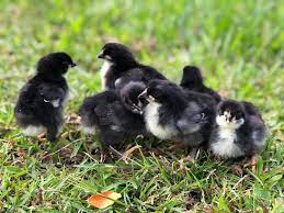 French black copper marans hen. Black Copper Marans Paradise Poultry