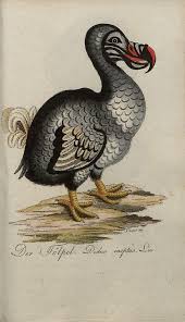 Pin By Modernizor On Naturally Bird Prints Scientific Illustration Bird Illustration
