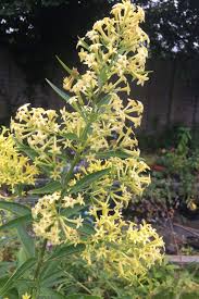 Image result for Cestrum parqui