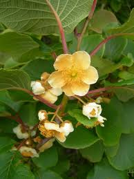 Image result for Actinidia