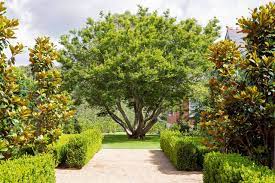 The parent tree has reached a mature height of 20'x12', a true dwarf southern magnolia. Evergreen Magnolias Our Favourite Trees Peter Fudge Gardens