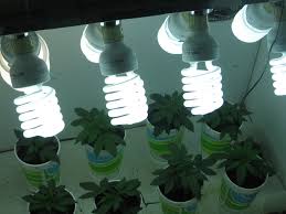 Fluorescent grow lights work well with cannabis and various other plants, while offering a respectable balance between output and running cost. Cannabis Gold The Best Use Of Marijuana Grow Lights Green Cultured Elearning Solutions