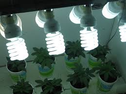Keep in mind that since fluorescent grow light bulbs are less efficient than leds, they can run a bit hotter. Cannabis Gold The Best Use Of Marijuana Grow Lights Green Cultured Elearning Solutions