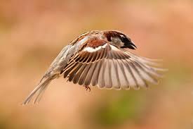 Pin On Gorriones Sparrows