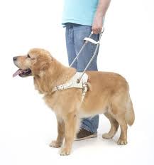 Blindenhund — der blindenhund, e (oberstufe) speziell ausgebildeter hund, der blinden oder hochgradig sehbehinderten menschen eine gefahrlose orientierung sowohl in vertrauter als auch in. Blindenhunde Sind Nicht Nur Helfer Sondern Auch Freunde Furs Leben Hunde