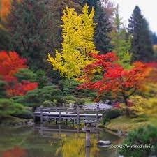 The Japanese Garden At The Lake Washington Arboretum In Seattle Is Stunning In Autumn Gold Red Orange Tre Heuchera Perennials Background References