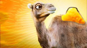 In how long can you go without camels even sweat efficiently. Why Does The Camel Spit Out A Pink Ball Of Meat In Its Mouth Is It Its Stomach Or Is It A Tumor Inews