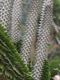 Image result for Alluaudia procera