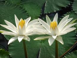 Image result for Nymphaea lotus