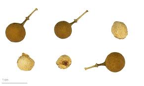 Image result for Boscia filipes