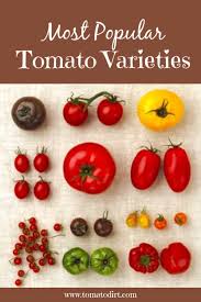 most popular tomato varieties to grow in the home garden