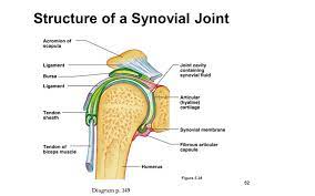 The shoulder joint part a drag the labels onto the diagram to identify the structures and ligaments of the shoulder joint. Drag The Labels Onto The Diagram To Identify The Structures And Ligaments Of The Shoulder Joint In A Newborn The Large Bones Of The Skull Are Joined By Fibrous Connective Course
