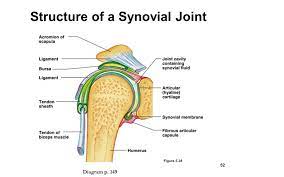 Drag The Labels Onto The Diagram To Identify The Structures And Ligaments Of The Shoulder Joint In A Newborn The Large Bones Of The Skull Are Joined By Fibrous Connective Course